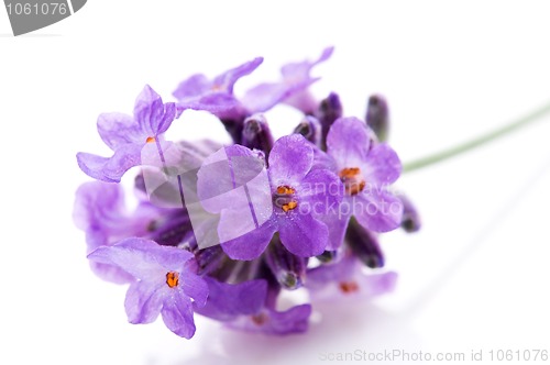 Image of lavender flower on the white background