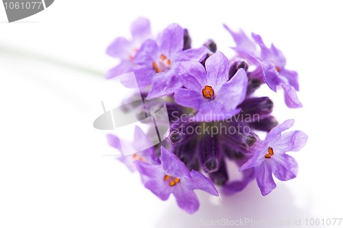 Image of lavender flower on the white background