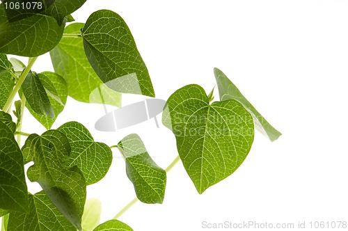 Image of growing plants. beans