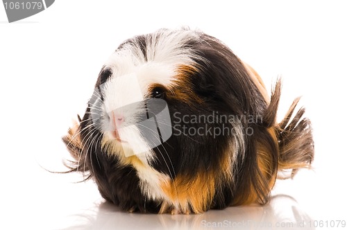 Image of guinea pig isolated on the white background. coronet