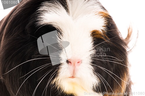 Image of guinea pig isolated on the white background. coronet