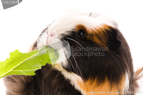 Image of guinea pig isolated on the white background. coronet