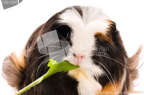 Image of guinea pig isolated on the white background. coronet