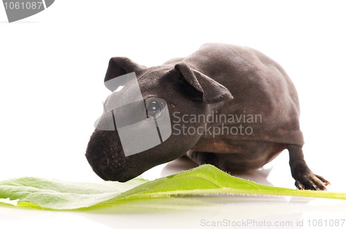 Image of skinny guinea pig isolated on the white background