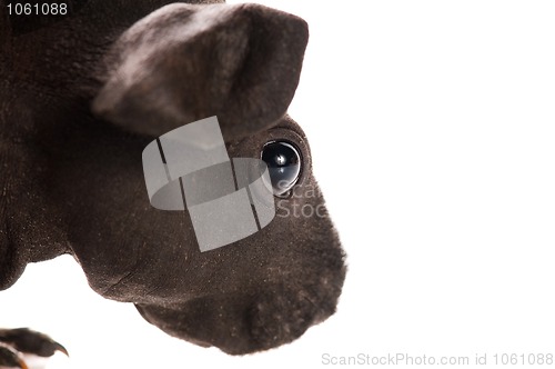 Image of skinny guinea pig isolated on the white background