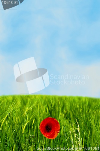 Image of poppy flower field