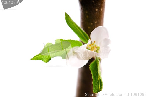 Image of detail of branch Apple tree at spring time 