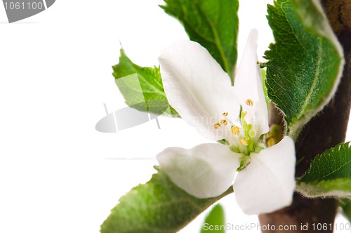 Image of detail of branch Apple tree at spring time 