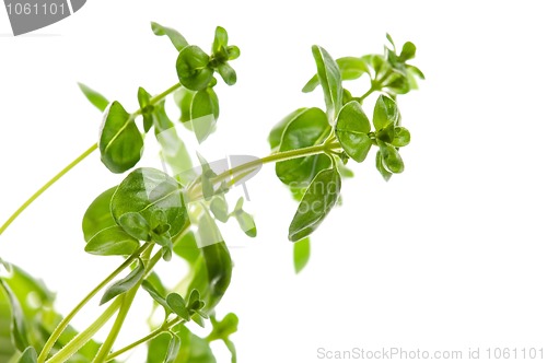 Image of Fresh leafs of thyme herbs on a white background 