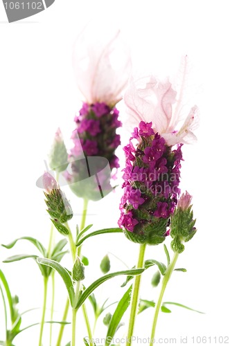 Image of lavender flower on the white background