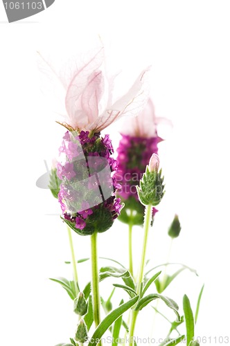 Image of lavender flower on the white background