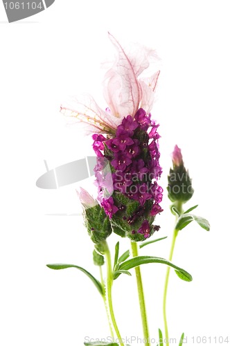 Image of lavender flower on the white background