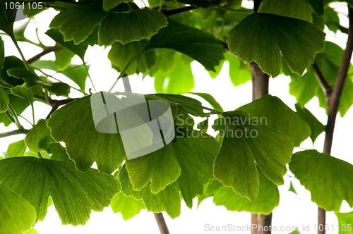 Image of Ginkgo biloba green leaf isolated on white background 