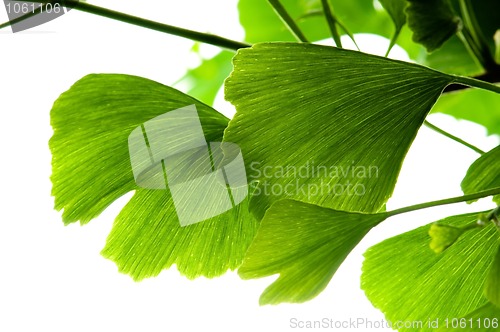 Image of Ginkgo biloba green leaf isolated on white background 