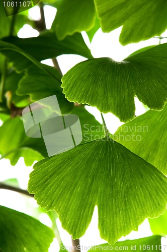 Image of Ginkgo biloba green leaf isolated on white background 