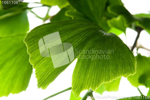 Image of Ginkgo biloba green leaf isolated on white background 