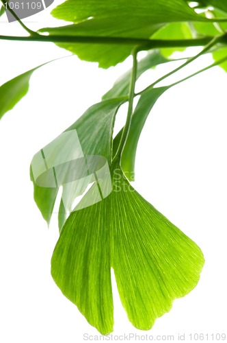 Image of Ginkgo biloba green leaf isolated on white background 