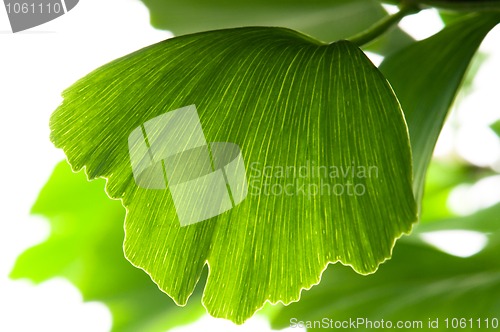 Image of Ginkgo biloba green leaf isolated on white background 