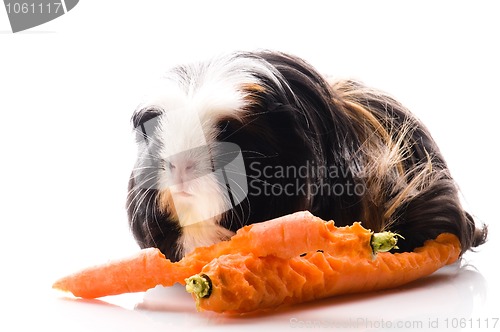 Image of guinea pig with carrots