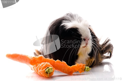 Image of guinea pig with carrots