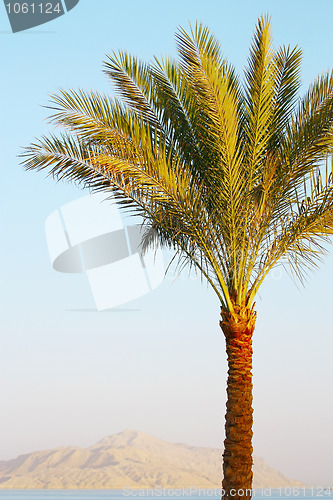 Image of Palm tree on sunset