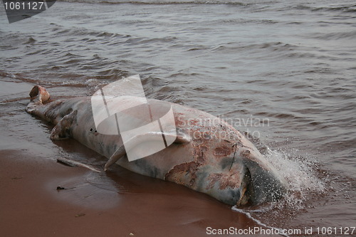 Image of Dead Pilot Whale