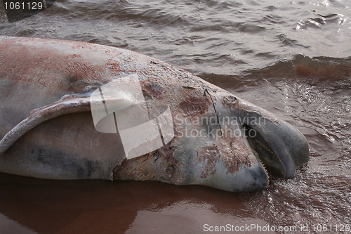 Image of Dead Whale