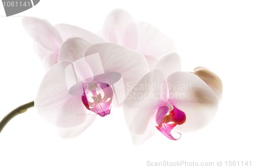 Image of White orchid on white