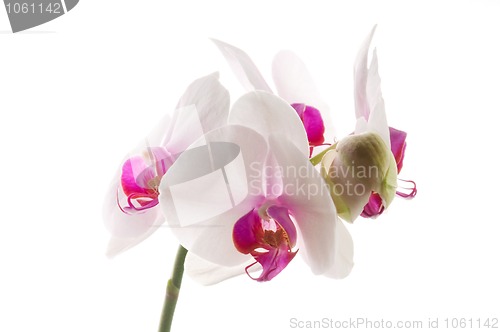 Image of White orchid on white