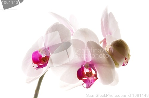 Image of White orchid on white