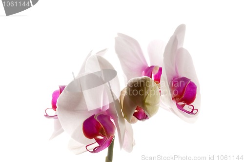 Image of White orchid on white