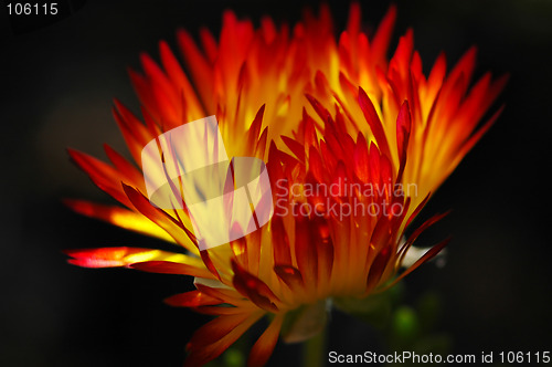 Image of Flower in flame