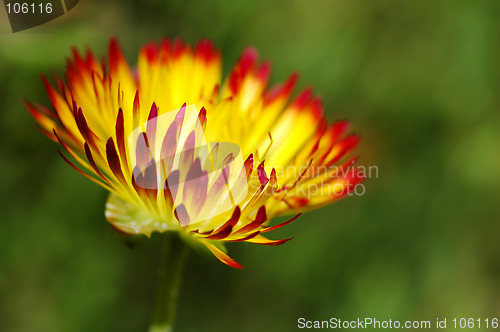 Image of Sun and flower