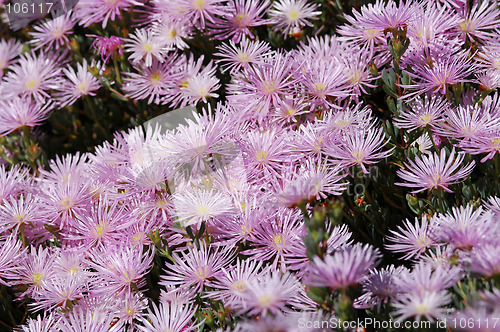Image of Shinning flowers all over