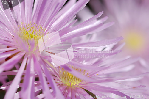 Image of Shinning flowers