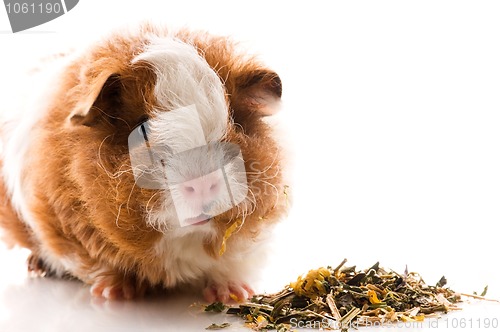 Image of baby guinea pig. texel