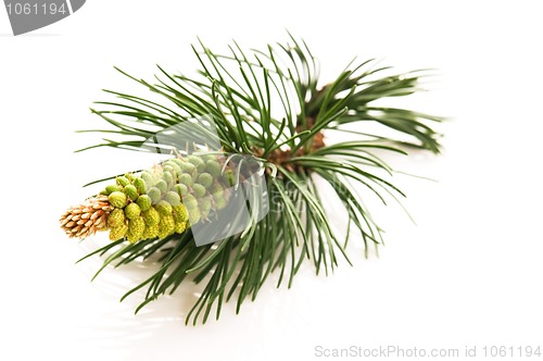 Image of pine branch isolated on the white background 