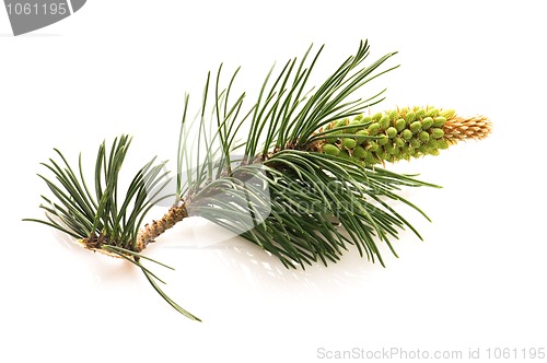 Image of pine branch isolated on the white background 