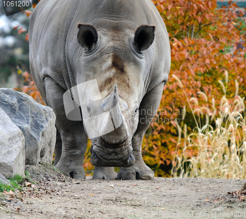 Image of Rhino