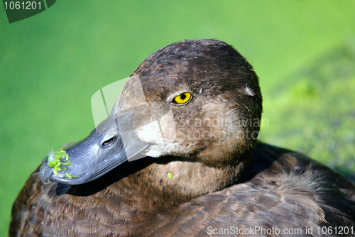 Image of Duck