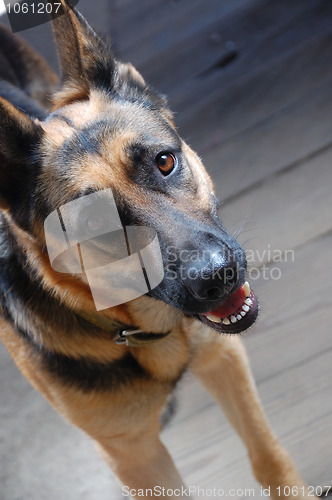 Image of german shepherd 