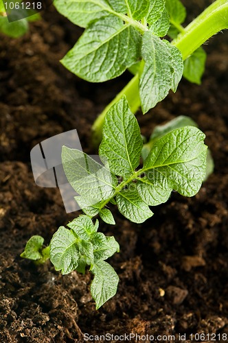 Image of growing potato. baby plant in soil 