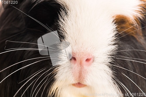 Image of guinea pig isolated on the white background. coronet