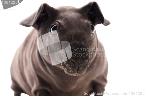 Image of skinny guinea pig isolated on the white background