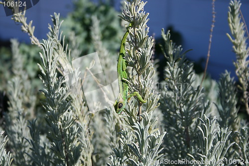 Image of Lazy Chameleon