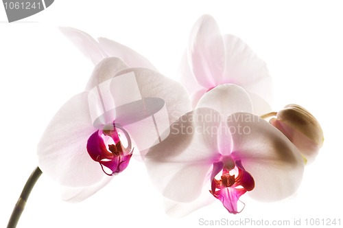 Image of White orchid on white