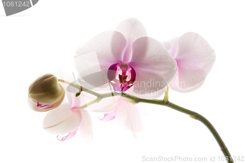 Image of White orchid on white