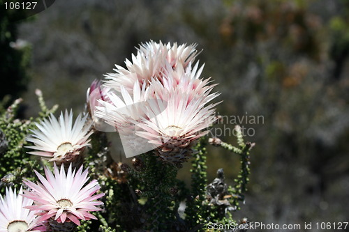 Image of Wildflowers