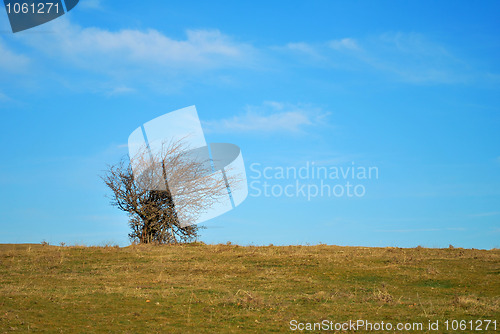 Image of solitaire bush