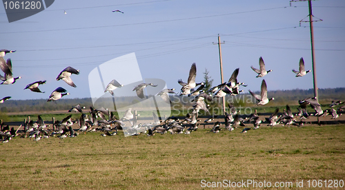 Image of  spring field and geese